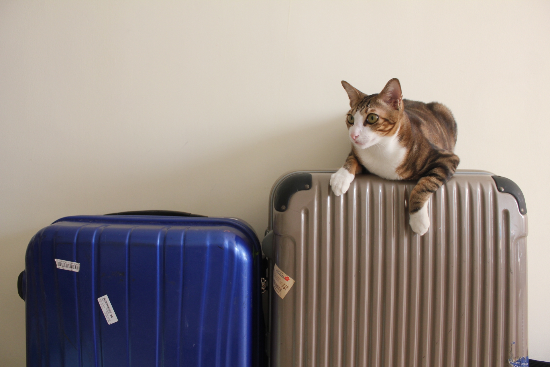 猫２匹と海外引っ越し 飛行機に乗せる時はどんなペットキャリーを選べばいい 安全に輸送するためのルールと輸送時の環境 Baby Maybe
