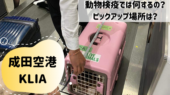 ペットと海外引越 日本とマレーシアの空港での動物検疫と当日の流れ 輸出入 Baby Maybe